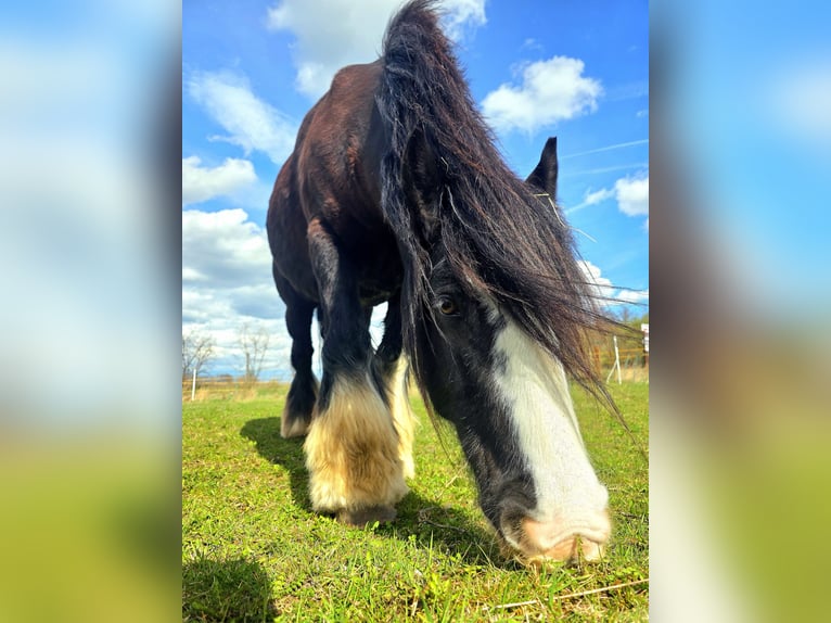 Tinker Stute 13 Jahre 148 cm  in Erfurt
