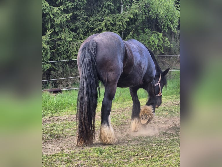 Tinker Stute 13 Jahre 148 cm Schwarzbrauner in Finnentrop