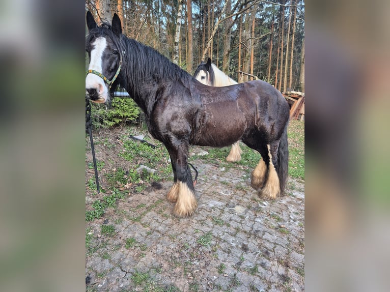 Tinker Stute 13 Jahre 148 cm Schwarzbrauner in Finnentrop