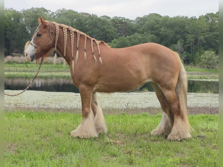 Tinker Stute 13 Jahre 150 cm Dunkelfuchs in Weirsdale