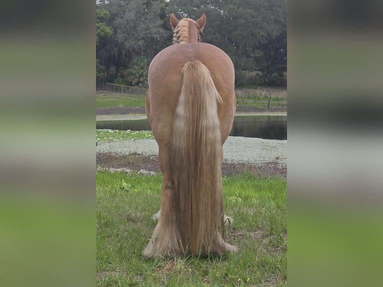 Tinker Stute 13 Jahre 150 cm Dunkelfuchs in Weirsdale
