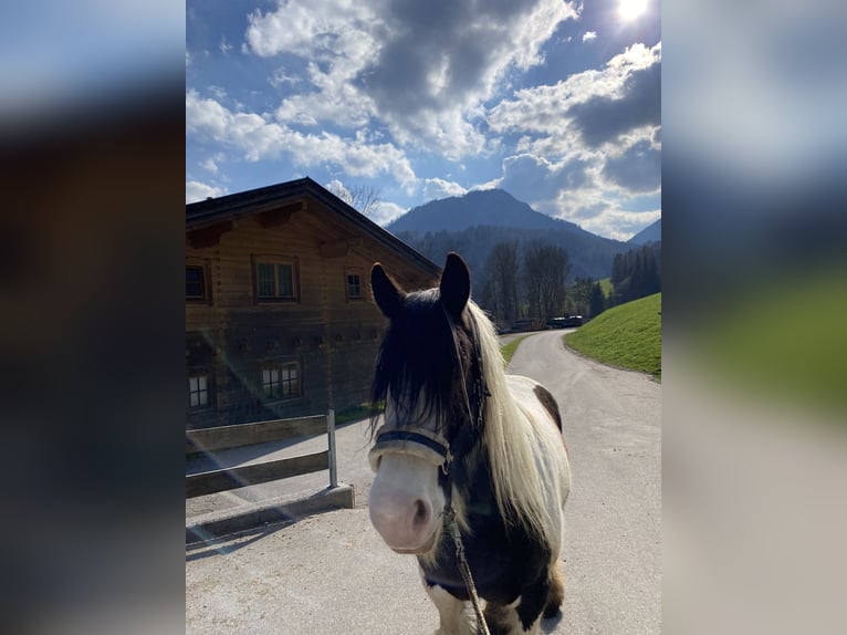 Tinker Stute 13 Jahre 150 cm Schecke in Kufstein