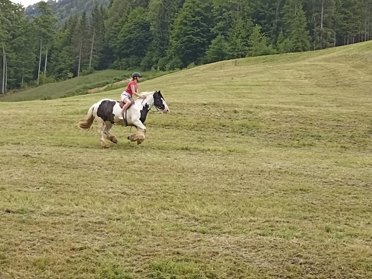 Tinker Stute 13 Jahre 150 cm Schecke in Kufstein