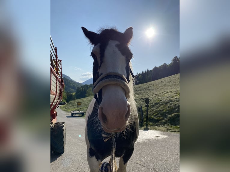 Tinker Stute 13 Jahre 150 cm Schecke in Kufstein