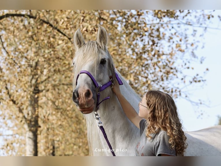 Tinker Stute 13 Jahre 153 cm Schimmel in Geel