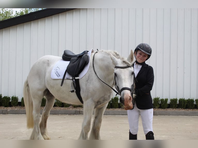 Tinker Stute 13 Jahre 153 cm Schimmel in Geel
