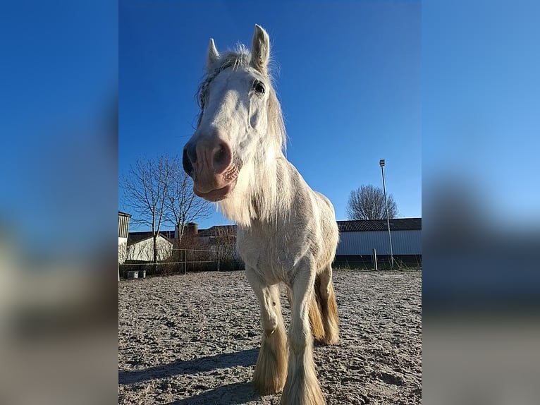 Tinker Stute 13 Jahre 153 cm Schimmel in Geel