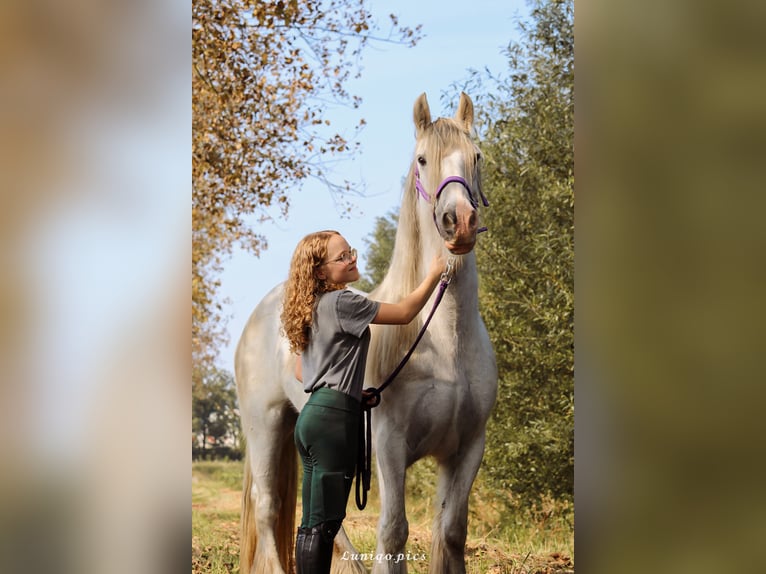 Tinker Stute 13 Jahre 153 cm Schimmel in Geel