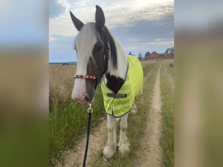 Tinker Stute 13 Jahre 163 cm Schecke in Neuhof-Hattenhof