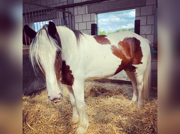 Tinker Stute 13 Jahre 163 cm Schecke in Neuhof-Hattenhof