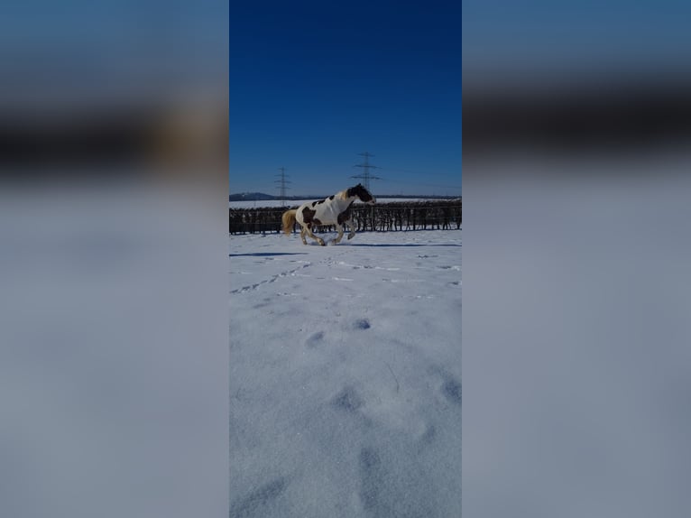 Tinker Stute 13 Jahre 163 cm Schecke in Neuhof-Hattenhof