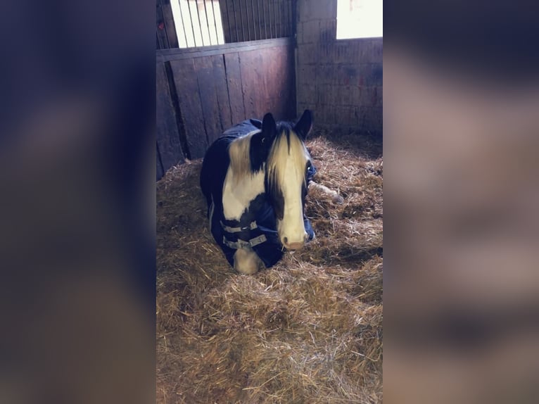 Tinker Stute 13 Jahre 163 cm Schecke in Neuhof-Hattenhof