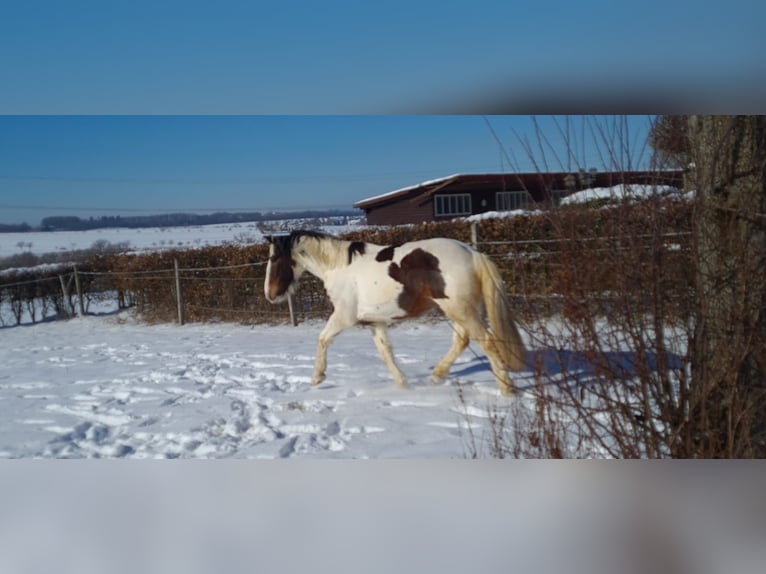 Tinker Stute 13 Jahre 163 cm Schecke in Neuhof-Hattenhof