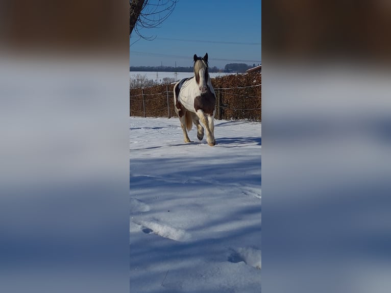 Tinker Stute 13 Jahre 163 cm Schecke in Neuhof-Hattenhof