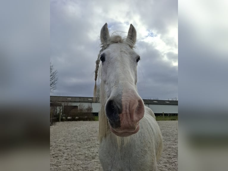 Tinker Stute 13 Jahre Schimmel in Geel