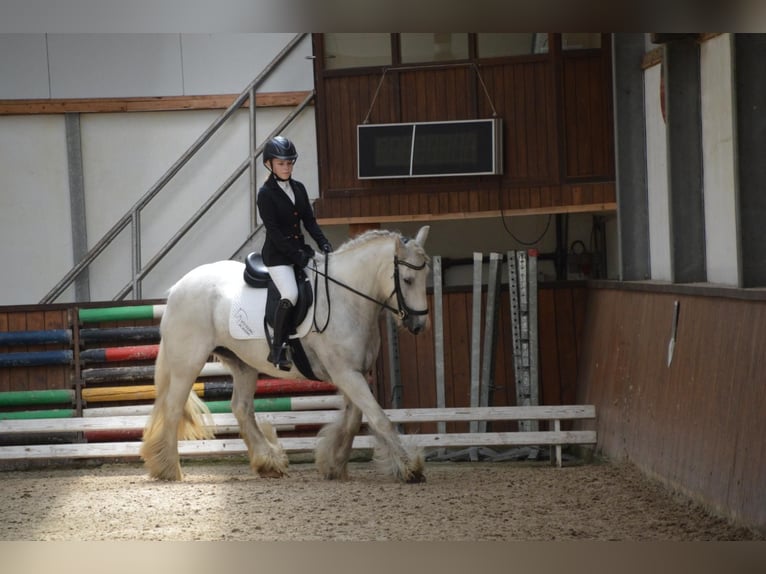 Tinker Stute 13 Jahre Schimmel in Geel