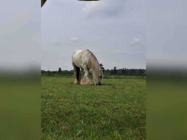 Tinker Stute 13 Jahre Schimmel in Geel