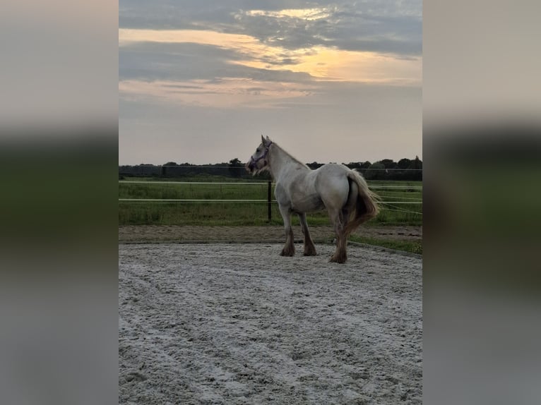 Tinker Stute 13 Jahre Schimmel in Geel