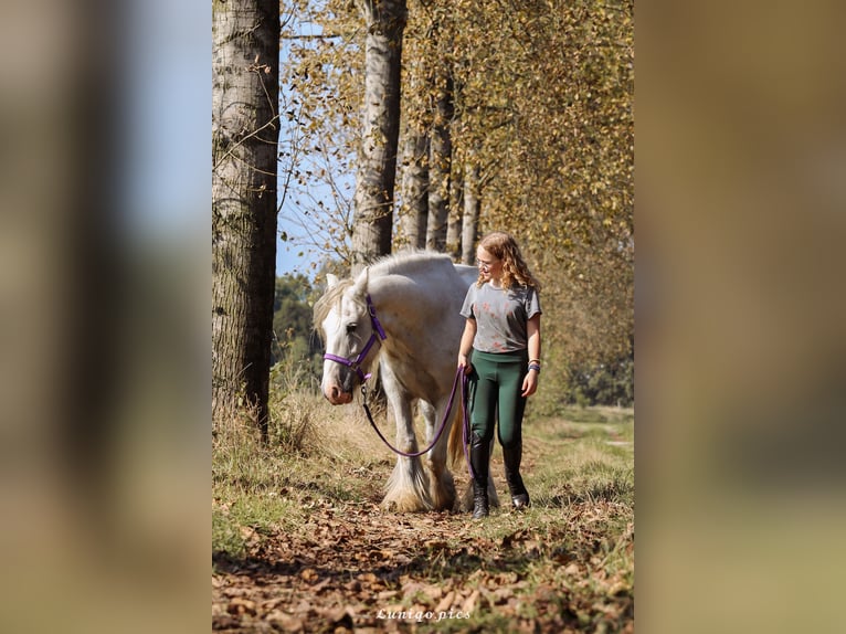 Tinker Stute 13 Jahre Schimmel in Geel