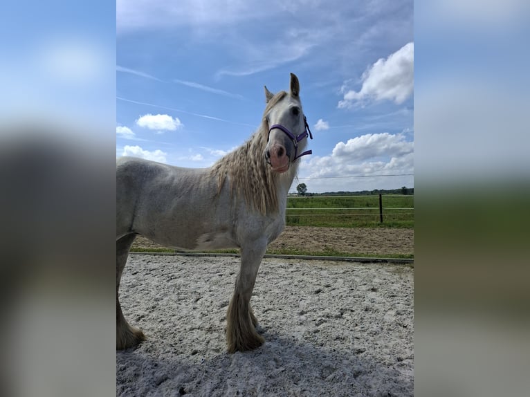 Tinker Stute 13 Jahre Schimmel in Geel