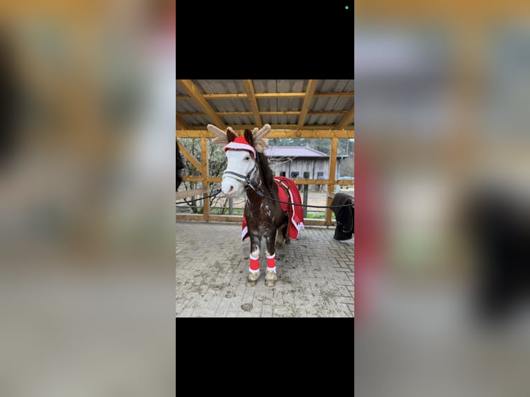 Tinker Stute 14 Jahre 125 cm  in Bockhorn