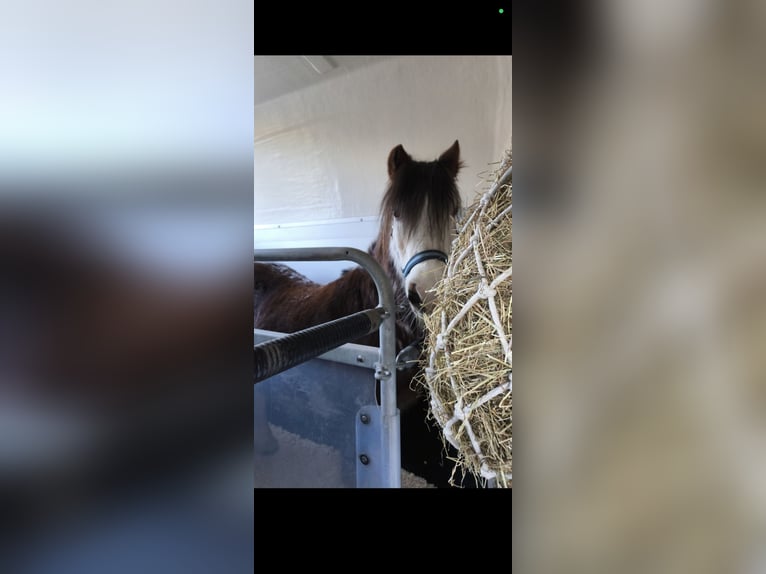 Tinker Stute 14 Jahre 125 cm  in Bockhorn