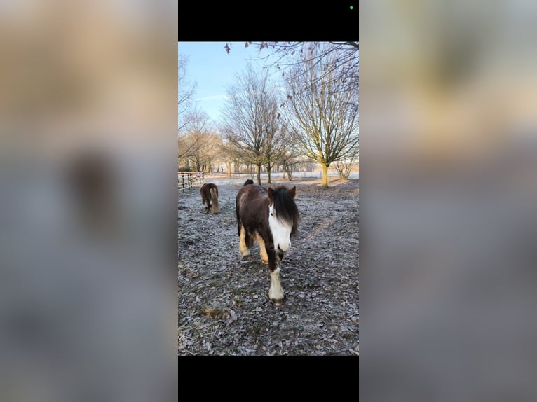 Tinker Stute 14 Jahre 125 cm  in Bockhorn