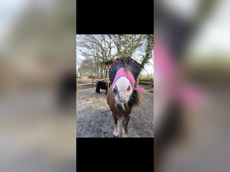 Tinker Stute 14 Jahre 125 cm  in Bockhorn