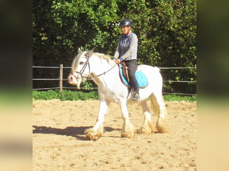 Tinker Stute 14 Jahre 135 cm Roan-Blue in Velpke