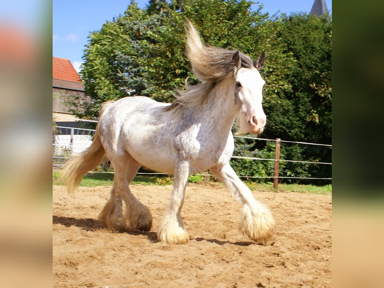 Tinker Stute 14 Jahre 135 cm Roan-Blue in Velpke