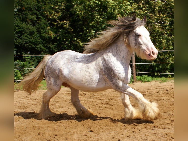 Tinker Stute 14 Jahre 135 cm Roan-Blue in Velpke