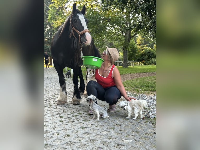 Tinker Stute 14 Jahre 137 cm Rappe in Weil am Rhein