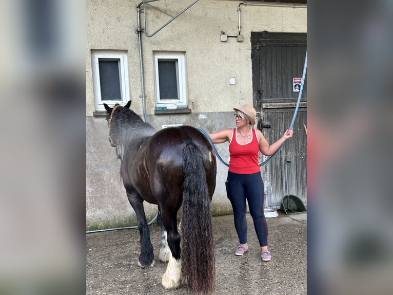 Tinker Stute 14 Jahre 137 cm Rappe in Weil am Rhein