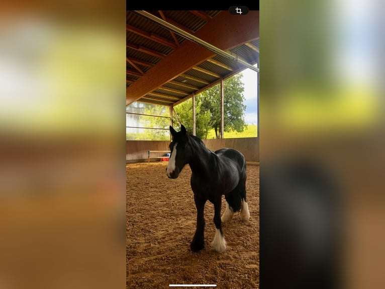 Tinker Stute 14 Jahre 138 cm Rappe in Peiting