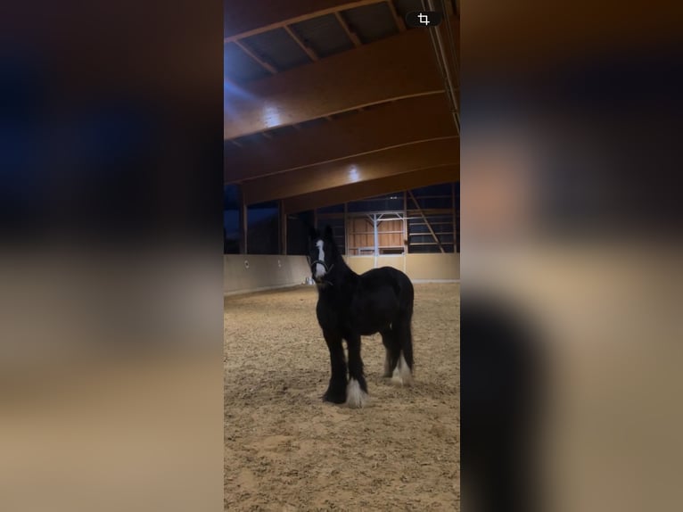 Tinker Stute 14 Jahre 138 cm Rappe in Peiting