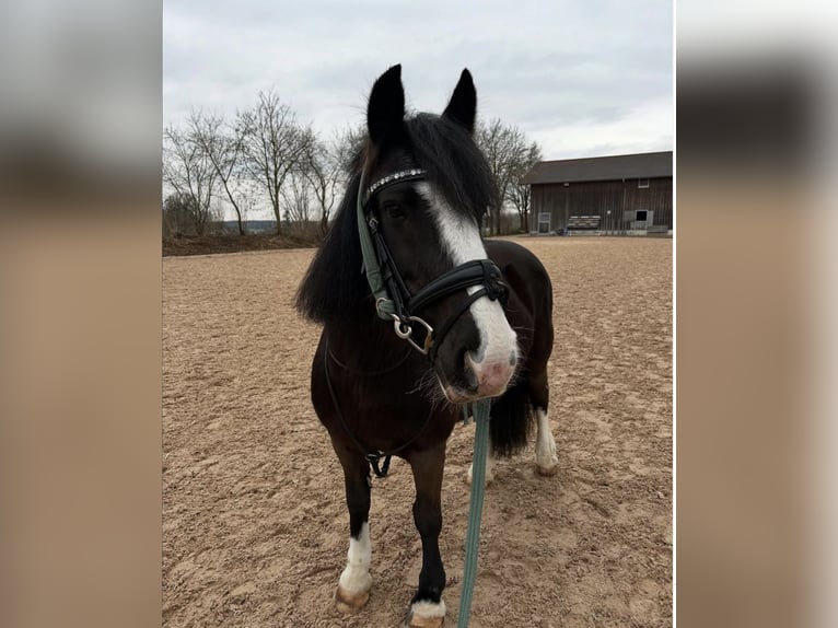Tinker Stute 14 Jahre 142 cm Rappe in Tuntenhausen