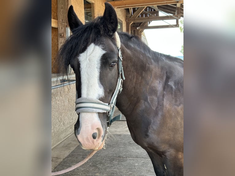 Tinker Stute 14 Jahre 142 cm Rappe in Tuntenhausen