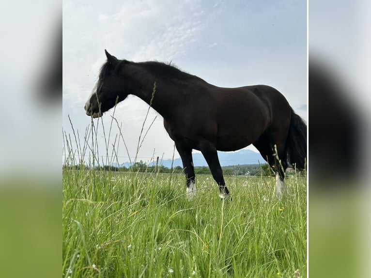 Tinker Stute 14 Jahre 142 cm Rappe in Tuntenhausen