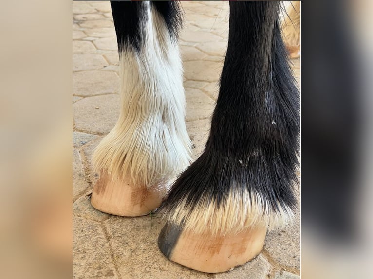 Tinker Stute 14 Jahre 142 cm Rappe in Tuntenhausen