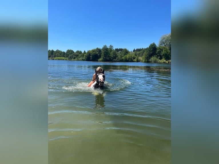 Tinker Stute 14 Jahre 142 cm Schecke in M&#xFC;hlingen