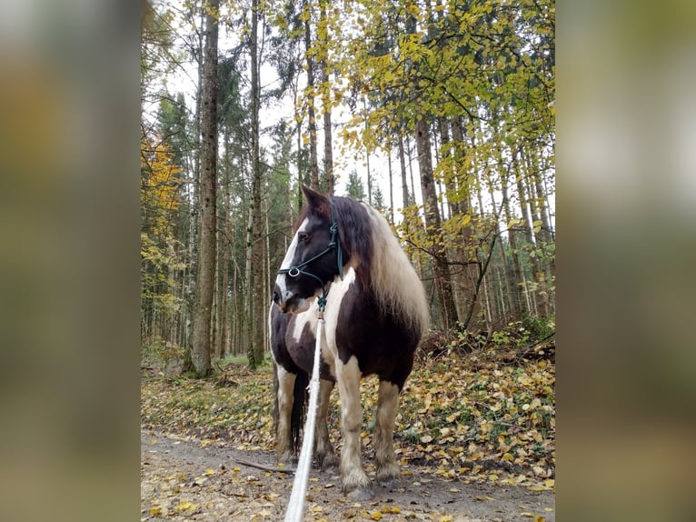 Tinker Stute 14 Jahre 142 cm Schecke in M&#xFC;hlingen