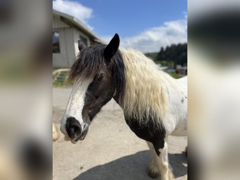 Tinker Stute 14 Jahre 142 cm Schecke in M&#xFC;hlingen