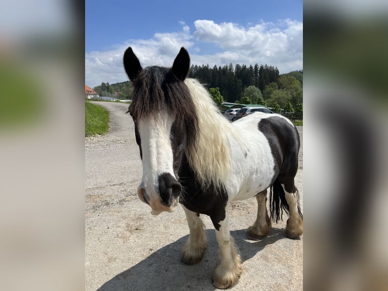 Tinker Stute 14 Jahre 142 cm Schecke in M&#xFC;hlingen