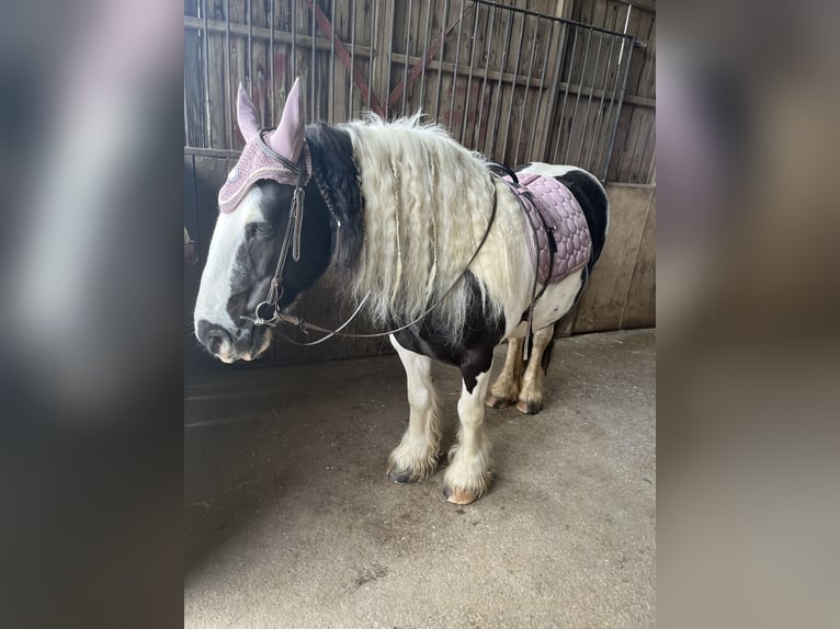 Tinker Stute 14 Jahre 142 cm Schecke in M&#xFC;hlingen