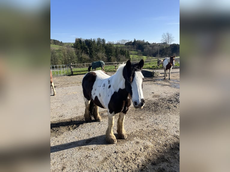 Tinker Stute 14 Jahre 142 cm Schecke in M&#xFC;hlingen