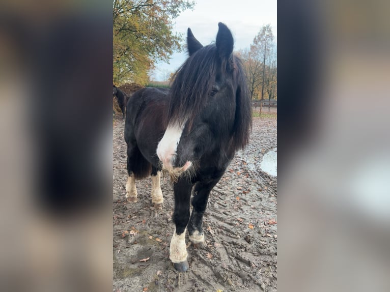 Tinker Stute 14 Jahre 143 cm Rappe in Herzlake