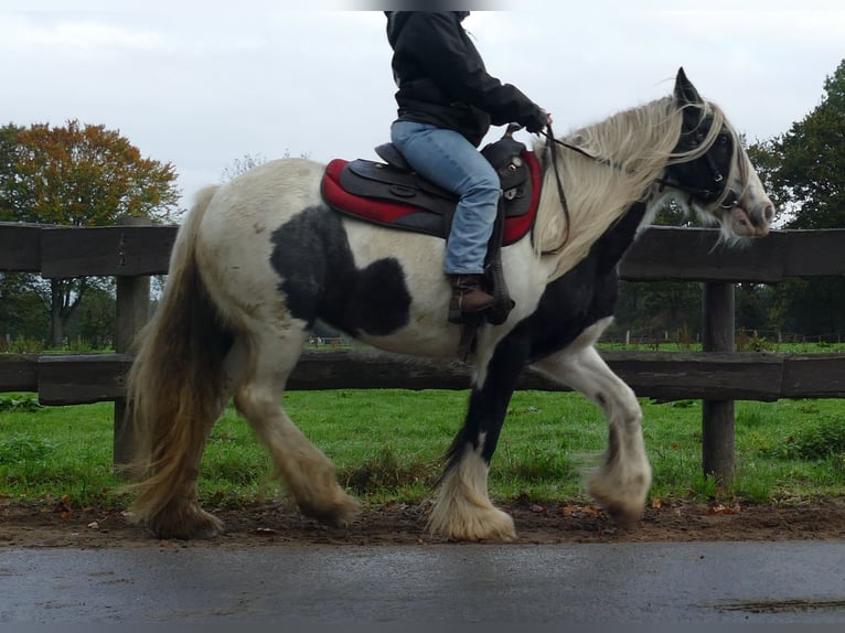 Tinker Stute 14 Jahre 144 cm Schecke in Lathen
