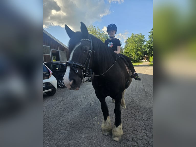 Tinker Stute 14 Jahre 145 cm Rappe in Büchten
