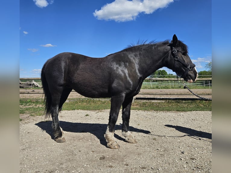 Tinker Stute 14 Jahre 145 cm Rappe in Büchten