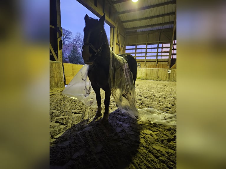 Tinker Stute 14 Jahre 145 cm Rappe in Büchten